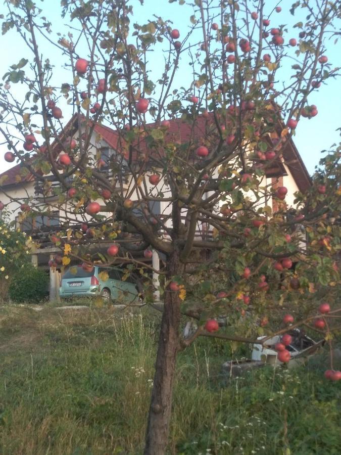 Vis Pension Viile Satu Mare Exteriér fotografie